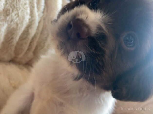 Puppies for sale in Stalbridge, Dorset - Image 2