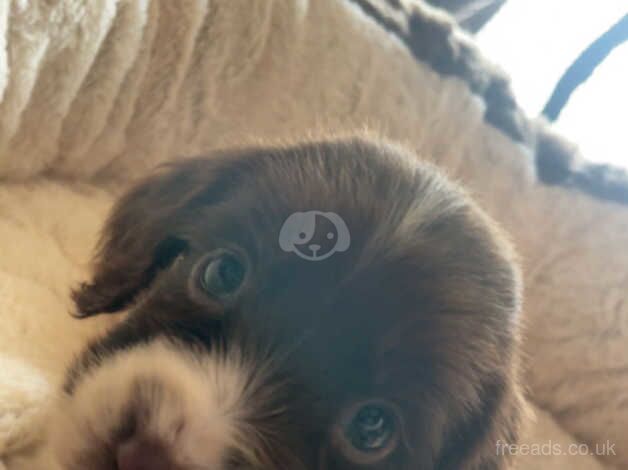 Puppies for sale in Stalbridge, Dorset - Image 4