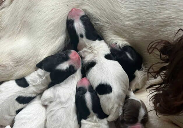 Pure bred English springer spaniel pups. for sale in Newtownards, Ards