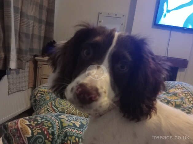 Pure English Springer Spaniel for sale in Northallerton, North Yorkshire - Image 2