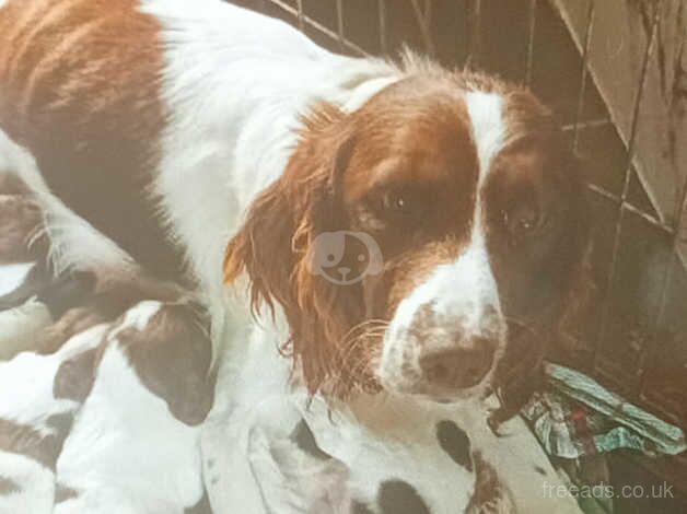 Pure English Springer Spaniel for sale in Northallerton, North Yorkshire - Image 4