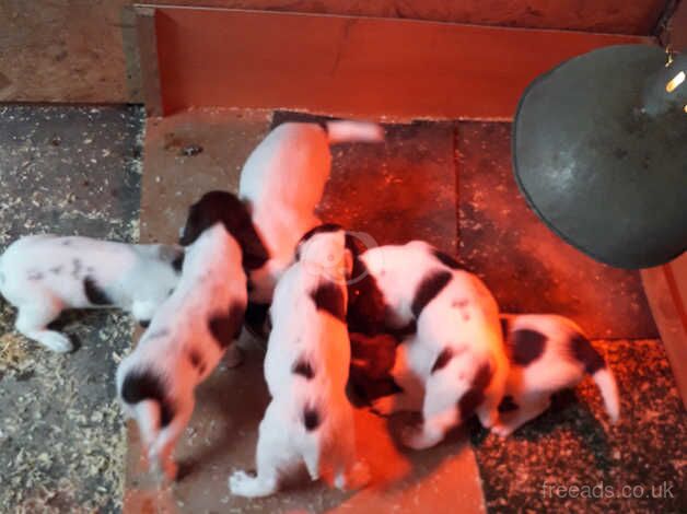 Quality pups available. for sale in Shifnal, Shropshire - Image 2