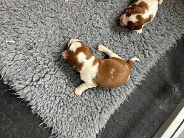 QUALITY WELSH SPRINGER SPANIEL PUPS for sale in Thirsk, North Yorkshire