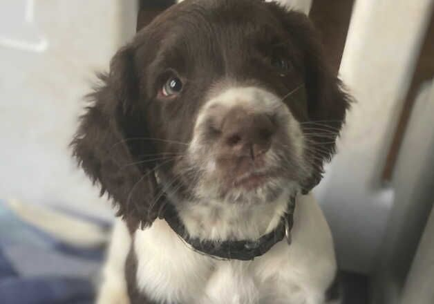 READY NOW- 3 gorgeous boys left for sale in Ratlinghope, Shropshire