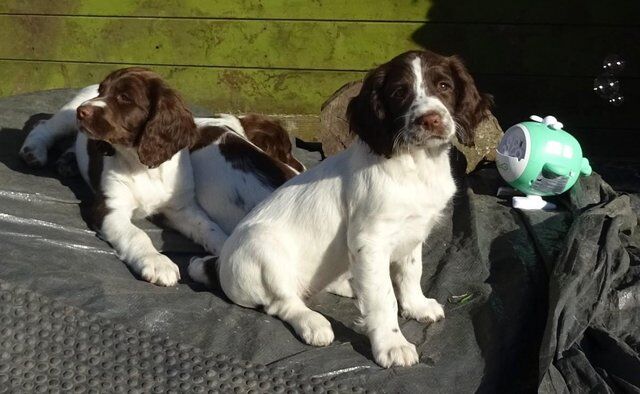 Ready Now English Springer Spaniel Puppies for sale in Lockerbie, Dumfries and Galloway - Image 1