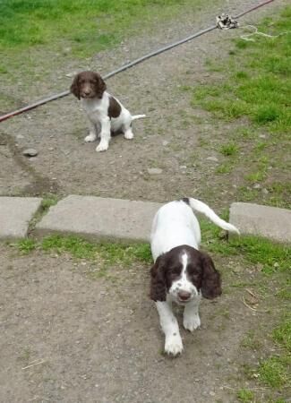 Ready Now English Springer Spaniel Puppies for sale in Lockerbie, Dumfries and Galloway - Image 3