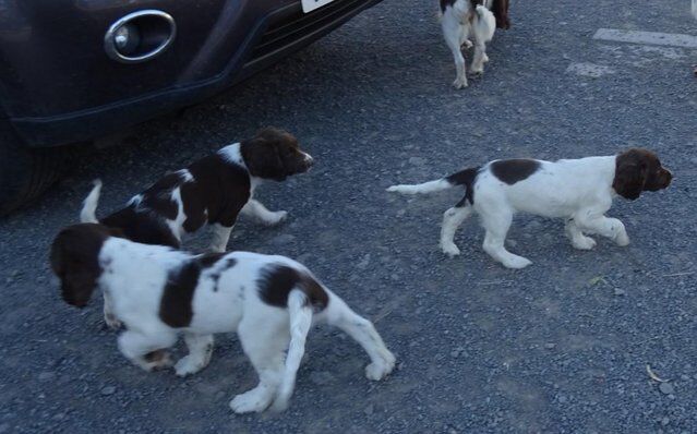 Ready Now English Springer Spaniel Puppies for sale in Lockerbie, Dumfries and Galloway - Image 4
