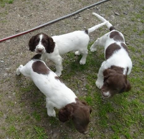 Ready Now English Springer Spaniel Puppies for sale in Lockerbie, Dumfries and Galloway - Image 5