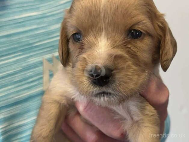 Ready now puppies for sale in Walsall, West Midlands - Image 1