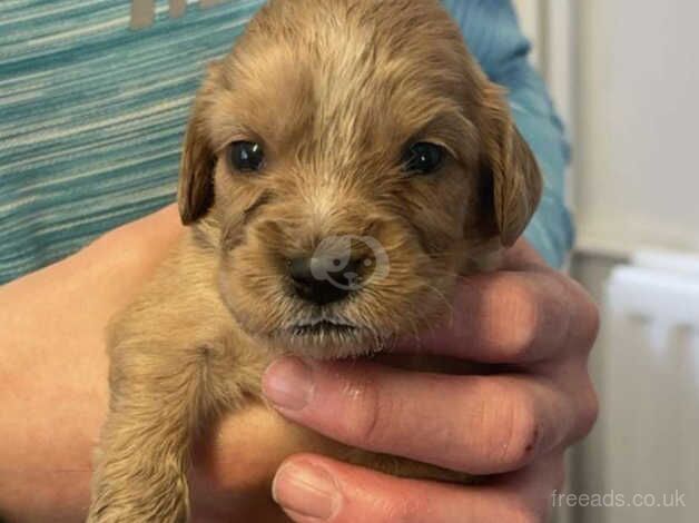 Ready now puppies for sale in Walsall, West Midlands - Image 2