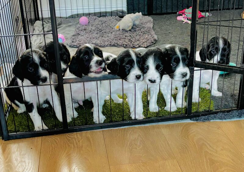 Stunning English Springer Spaniel puppies for sale in Exeter, Devon - Image 1