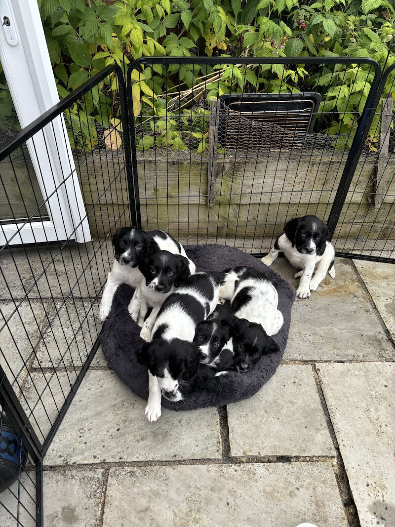 **READY NOW** Stunning ESS puppies for sale in Exeter, Devon - Image 2