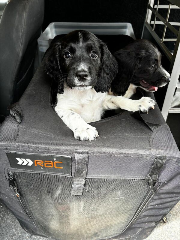 Springer Spaniels for sale in Exeter, Devon