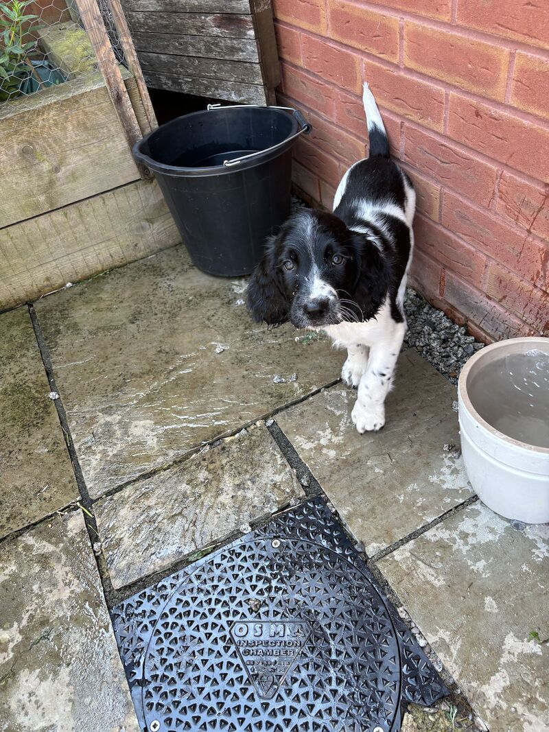 Springer Spaniel Puppies for sale