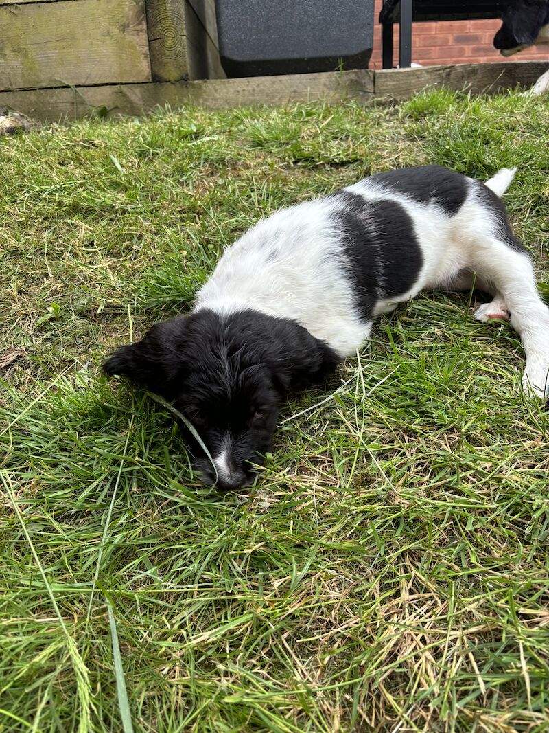 Stunning English Springer Spaniel puppies for sale in Exeter, Devon - Image 6