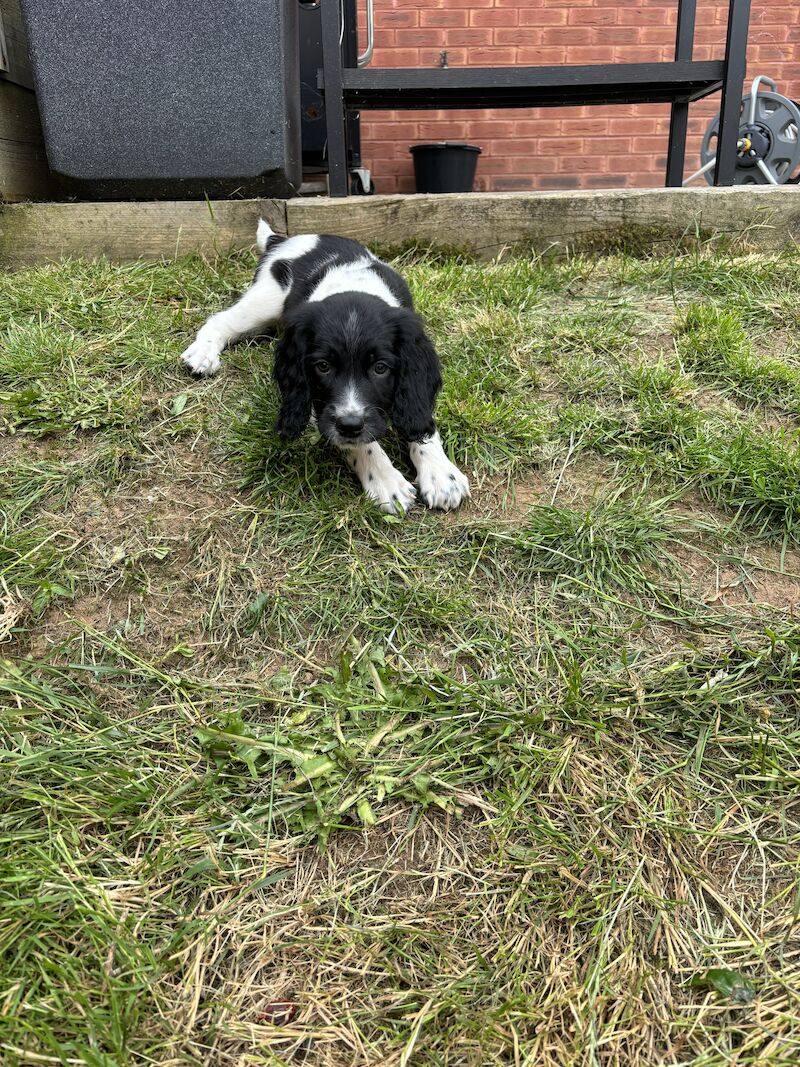 **READY NOW** Stunning ESS puppies for sale in Exeter, Devon - Image 7