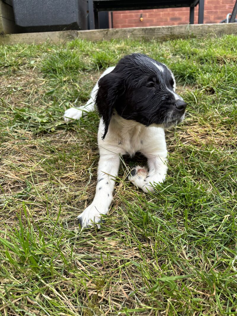 Stunning English Springer Spaniel puppies for sale in Exeter, Devon - Image 8