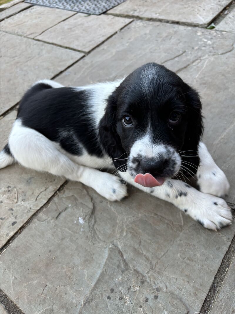 Stunning English Springer Spaniel puppies for sale in Exeter, Devon - Image 9