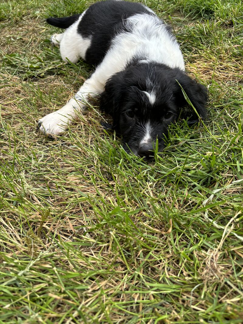 **READY NOW** Stunning ESS puppies for sale in Exeter, Devon - Image 10