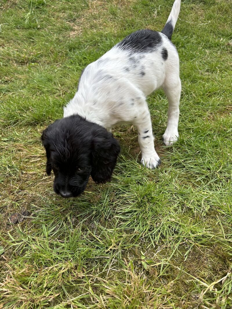 **READY NOW** Stunning ESS puppies for sale in Exeter, Devon - Image 11