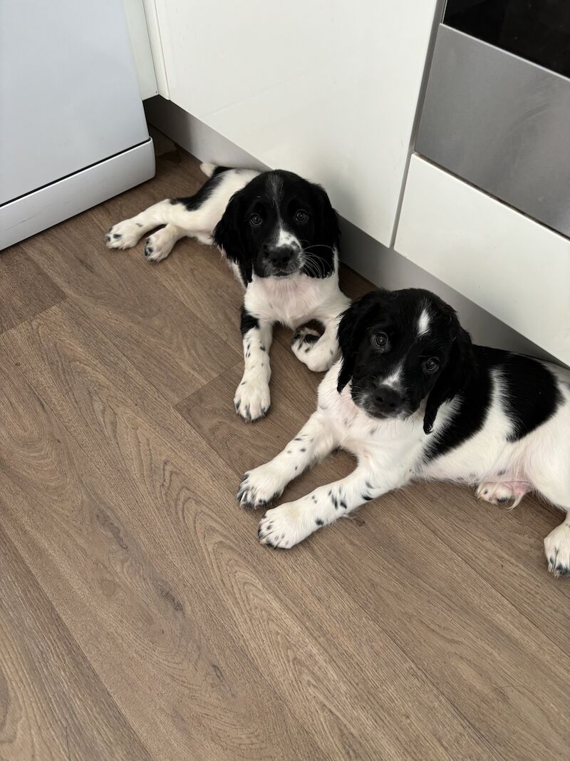 Stunning English Springer Spaniel puppies for sale in Exeter, Devon - Image 12