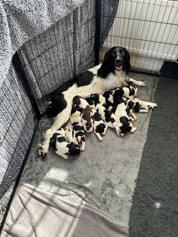 Stunning English Springer Spaniel puppies for sale in Exeter, Devon - Image 13