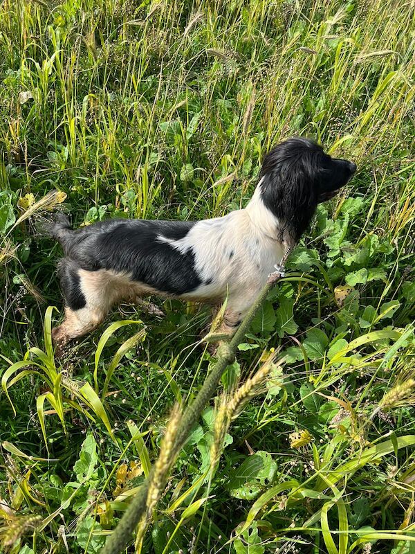 Stunning English Springer Spaniel puppies for sale in Exeter, Devon - Image 14