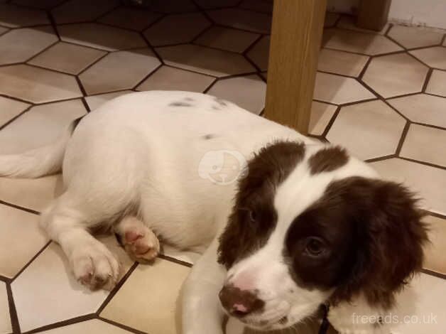 Rehome our Springer spaniel for sale in Edinburgh, City of Edinburgh