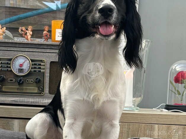 Rehoming Our Beloved English Springer Spaniel, Stanley for sale in Bath, Somerset