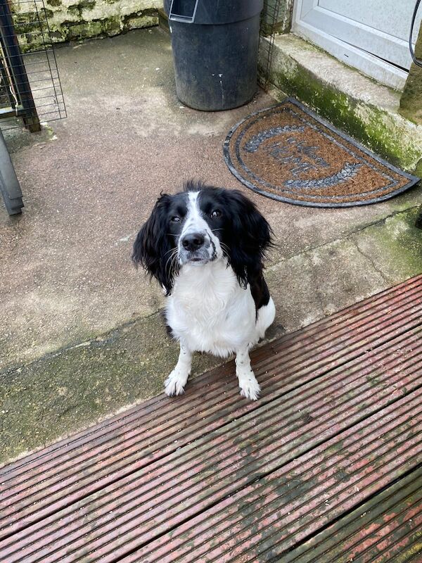 reluctant English springer spaniel bitch for sale in Huddersfield, West Yorkshire