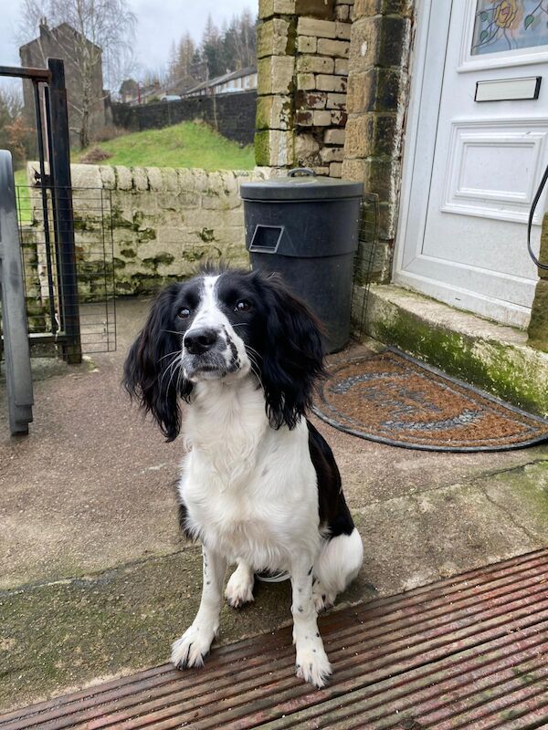 reluctant English springer spaniel bitch for sale in Huddersfield, West Yorkshire - Image 2