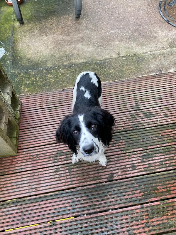 reluctant English springer spaniel bitch for sale in Huddersfield, West Yorkshire - Image 3