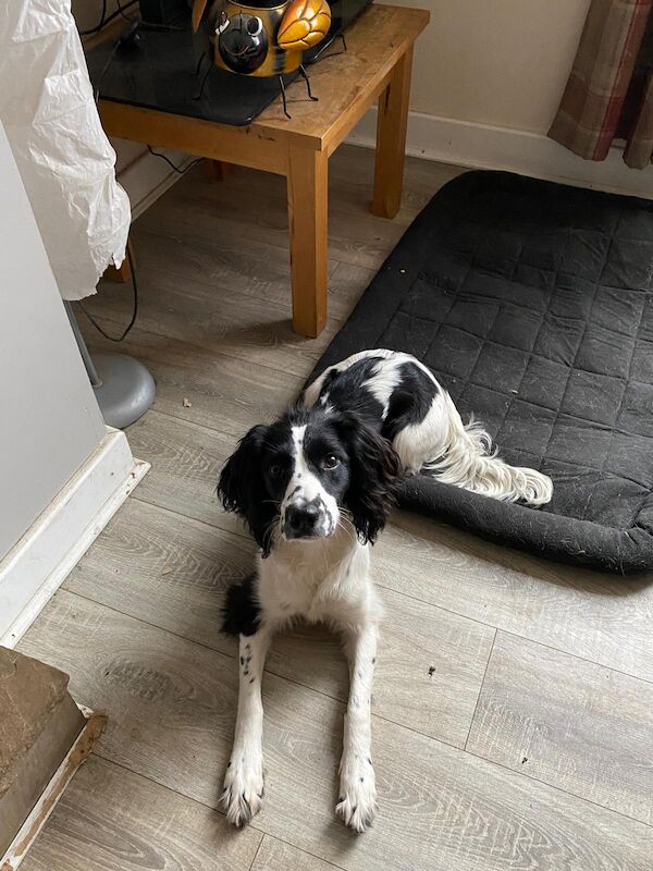 reluctant English springer spaniel bitch for sale in Huddersfield, West Yorkshire - Image 4