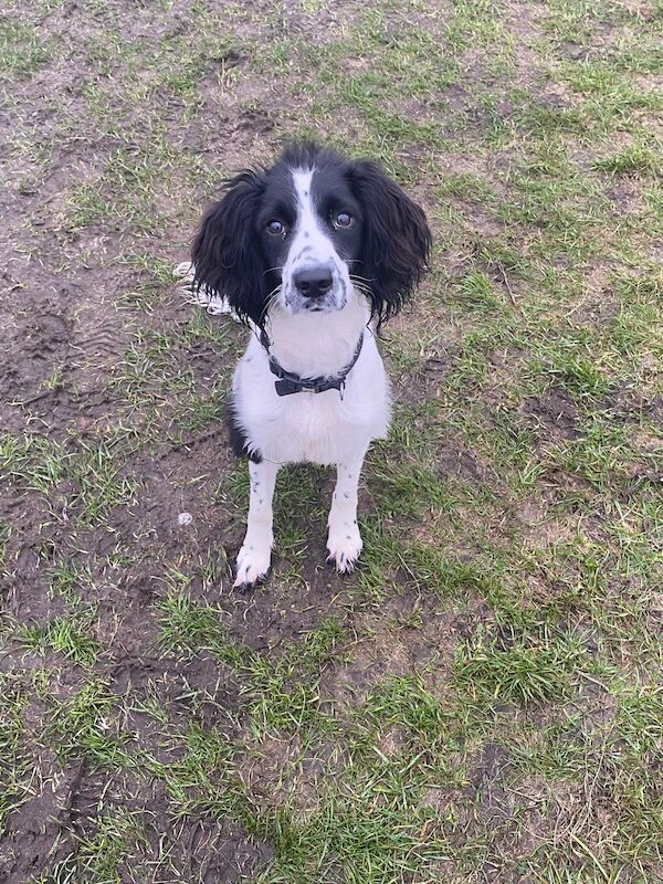 reluctant English springer spaniel bitch for sale in Huddersfield, West Yorkshire - Image 5