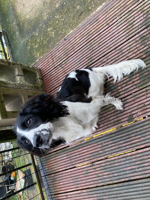 reluctant English springer spaniel bitch for sale in Huddersfield, West Yorkshire - Image 6