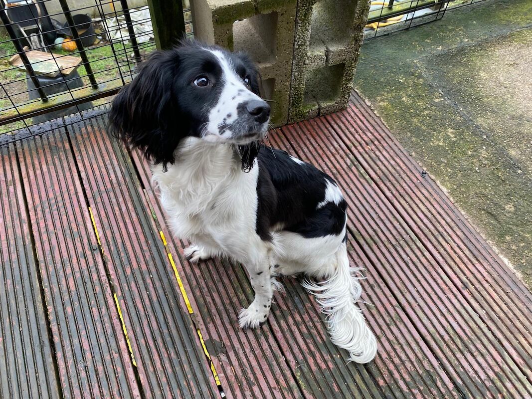 reluctant English springer spaniel bitch for sale in Huddersfield, West Yorkshire - Image 7