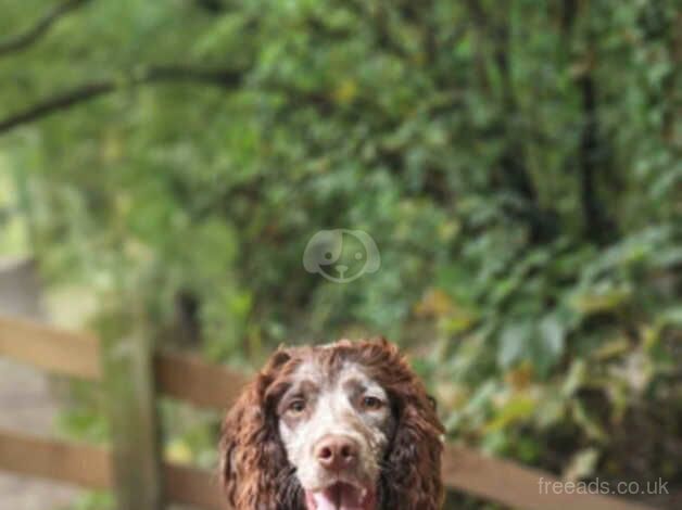 Rusty -9 month old for sale in Portsmouth, Hampshire