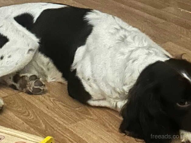 Soringer spaniel for sale in Derbyshire, Derbyshire