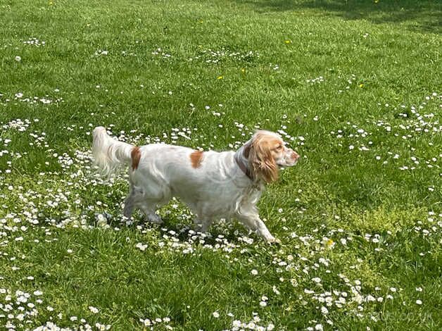 Spaniel for Sale (Female) for sale in Chichester, West Sussex