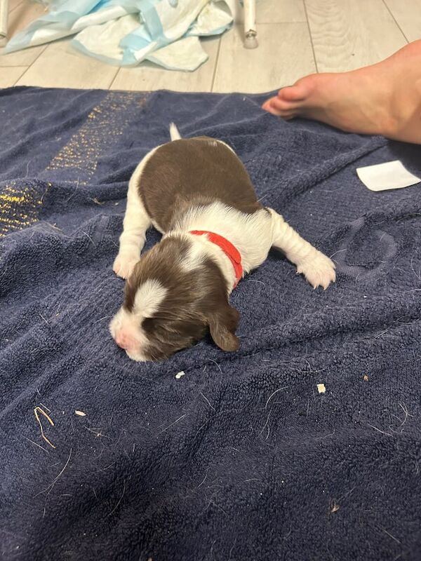 Spaniel puppies for sale in Calcot, Berkshire