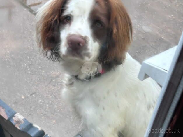 Spinger spaniel for sale in Bishop's Hull, Somerset