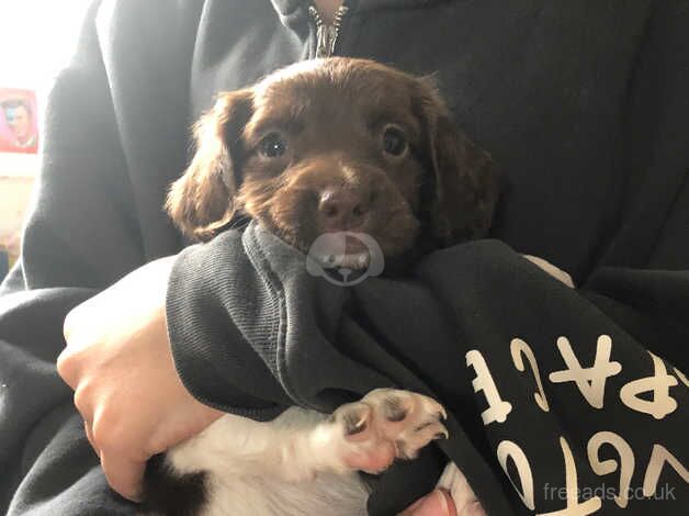 Springador x springer spaniel for sale in Deal, Kent - Image 4