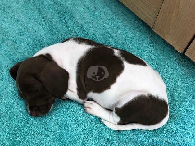 Springador x springer spaniel for sale in Deal, Kent - Image 5