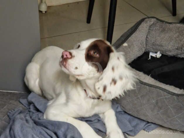 springer 4 months old , beautiful dog and marking for sale in Belfast, Belfast