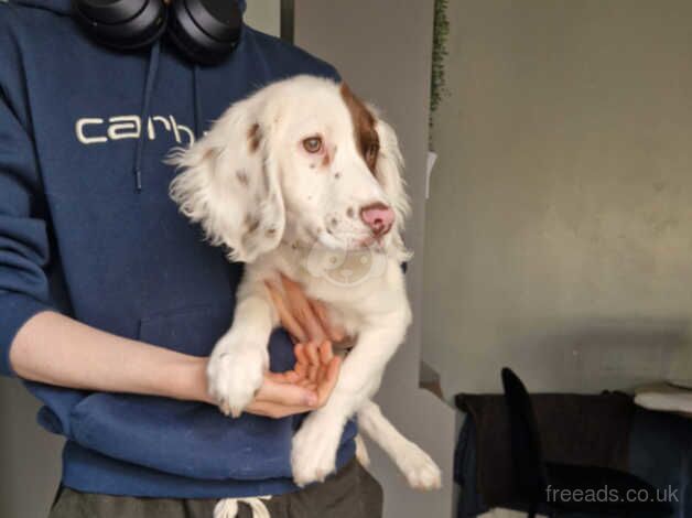 Springer Spaniels for sale in Belfast, Belfast