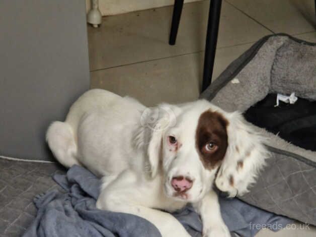 Springer Spaniel Puppies for sale in Belfast