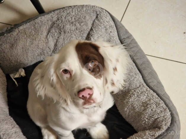 Springer Spaniel Puppies for sale