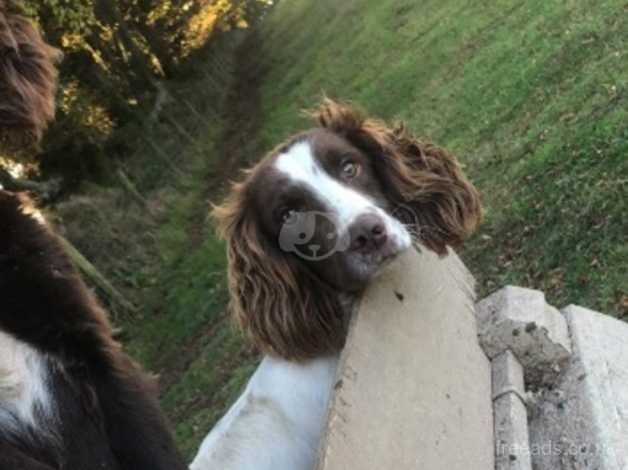 Springer Dog for sale in Machynlleth, Powys