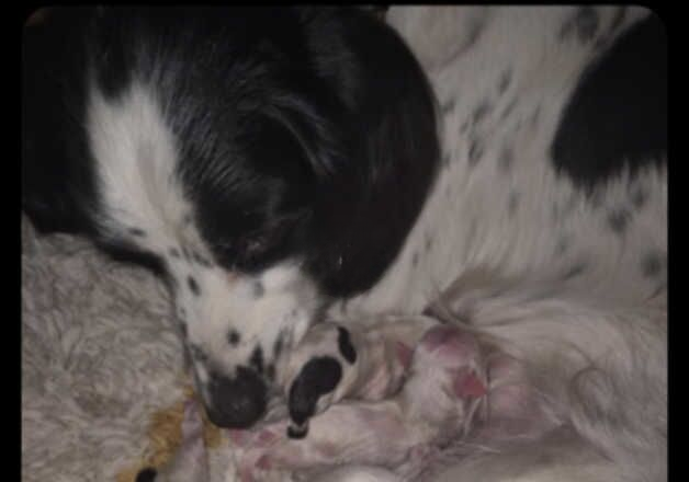 Springer puppies for sale in Bradford, West Yorkshire