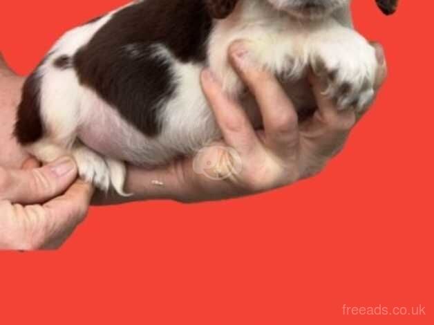 Springer Puppies for sale in Doncaster, South Yorkshire